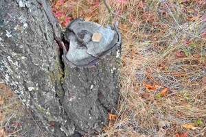 В Одесской области разложили более 200 тысяч приманок с вакциной от бешенства