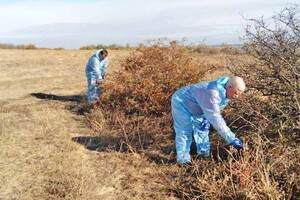 В Одесской области разложили более 200 тысяч приманок с вакциной от бешенства