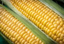 Где на этой неделе в Киеве пройдут продуктовые ярмарки. Адреса