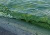 «Цветение» моря в Одессе: в воде обнаружили превышение нормы вредных веществ