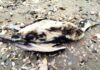 На Одесчине в Тузловских лиманах снова нашли мертвых птиц в мазуте