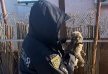 В Одессе котов держали на улице на привязи: реакция полиции