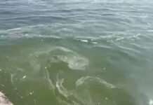 В Одессе в море возле Ланжерона и Отрады обнаружили пятна с запахом масла: что это такое